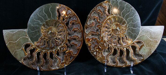 Split Ammonite Pair - Crystal Pockets #7580